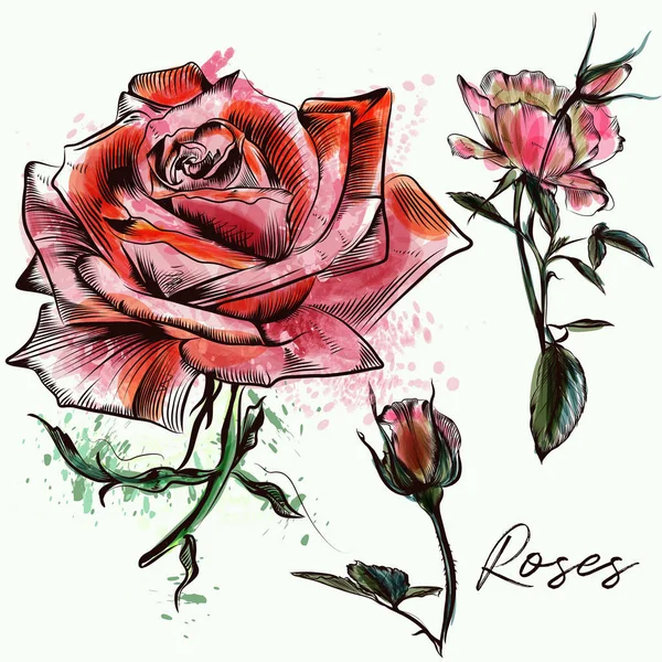 Prachtige collectie uit hand getrokken aquarel rozen — Stockvector