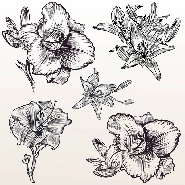 Collection of vector hand drawn flowers — Stock Vector