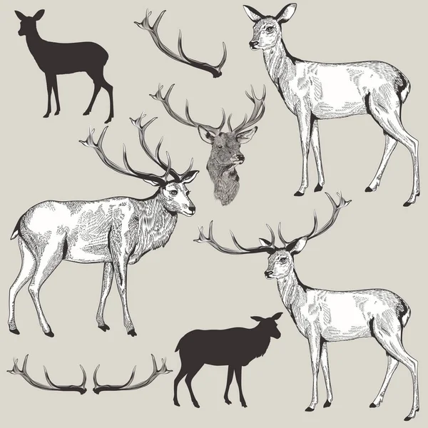Zbiór wektor ręcznie rysowane jeleni w stylu vintage — Wektor stockowy