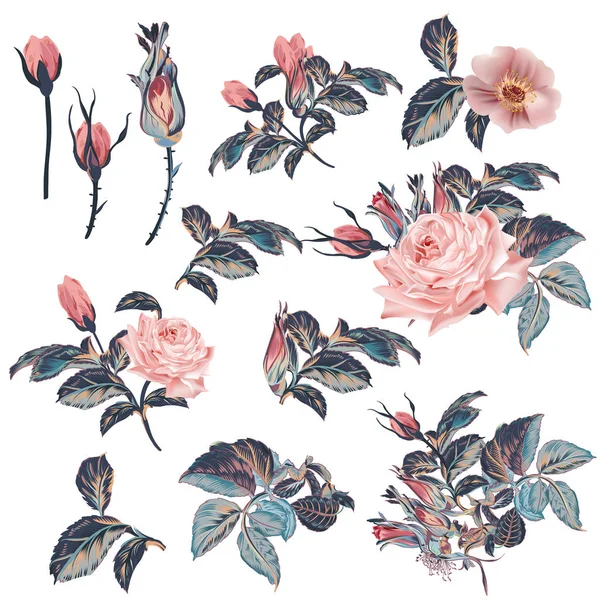 Коллекция векторных винтажных роз в акварельном стиле — стоковый вектор