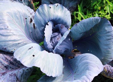 Taze lahana, açık mutfak bahçesi, sağlıklı beslenme konsepti.