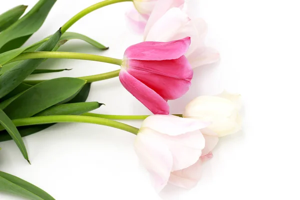 Schöne Frische Rosa Weiße Tulpen Strauß Isoliert Auf Weißem Studiohintergrund — Stockfoto