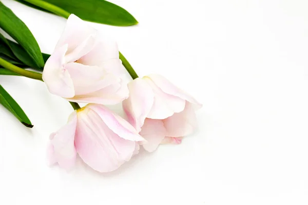 Piękne Świeże Trzy Różowe Białe Tulipany Izolowane Białym Tle Studio — Zdjęcie stockowe