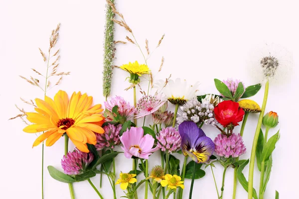 Beautiful Wild Field Flowers Isolated White Background — Stock Photo, Image