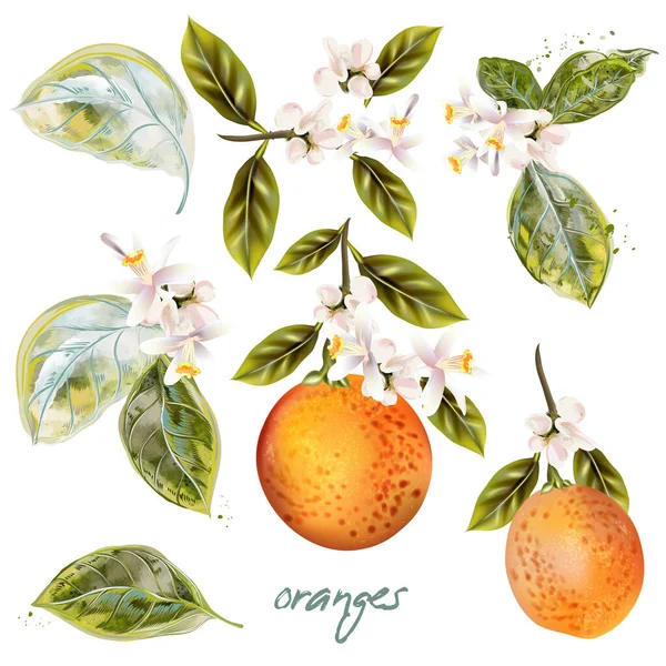 Conjunto Naranjas Florecientes Vectoriales Con Frutas Flores Estilo Vintage — Vector de stock