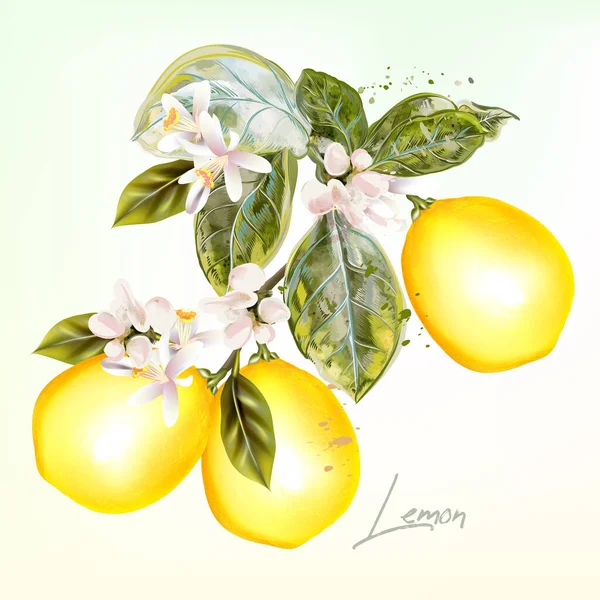 Botanisk Vektor Illustration Med Citron Och Blommor Vintage Stil — Stock vektor