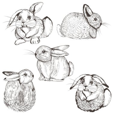Tasarım için sevimli vektör tavşan koleksiyonu