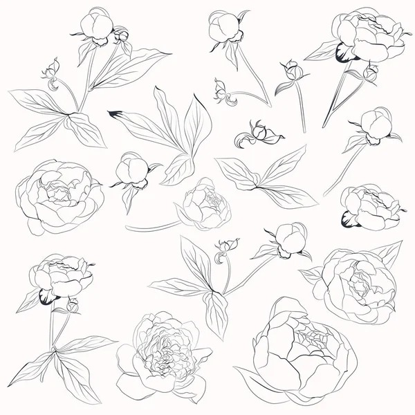 Gran Colección Vectorial Flores Peonía Vectorial Formas Línea — Vector de stock