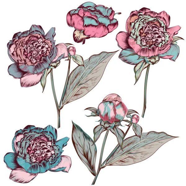 Collezione Fiori Peonia Colorati Disegnati Mano Vettoriale Stile Botanico Vintage — Vettoriale Stock