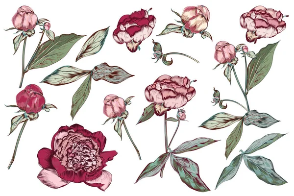 大きなコレクションやベクトル手のセットは ヴィンテージ植物スタイルのパステルカラーで牡丹の花を描いた — ストックベクタ