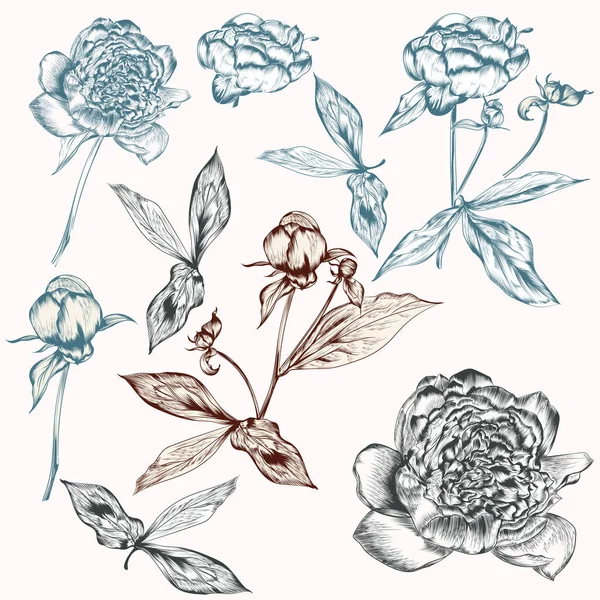 Ensemble Fleurs Pivoines Dessinées Main Vectorielles Pour Conception — Image vectorielle