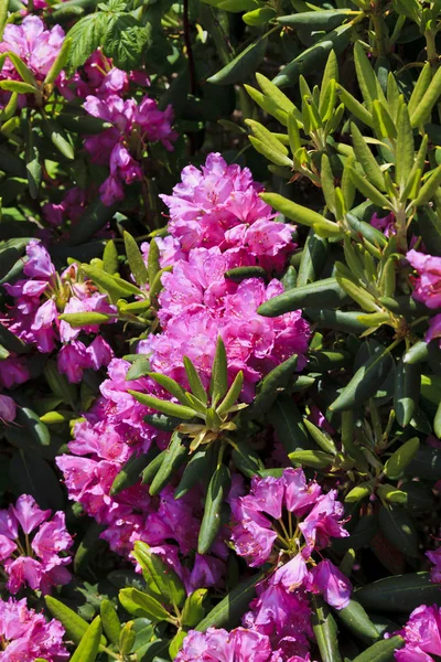 Catawba Rhododendron Full Bloom North Carolina Mountains — Stock Photo, Image