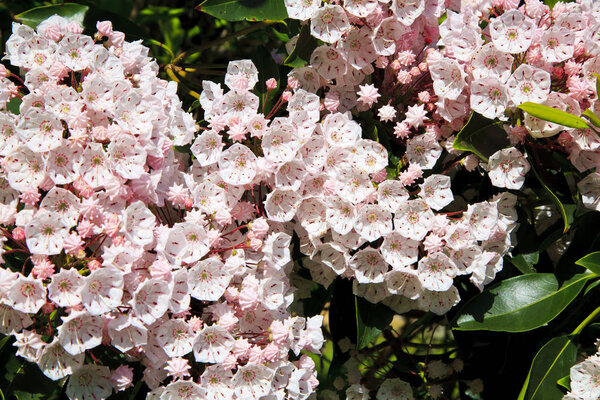 Mountain Laurel in Pink Blooms
