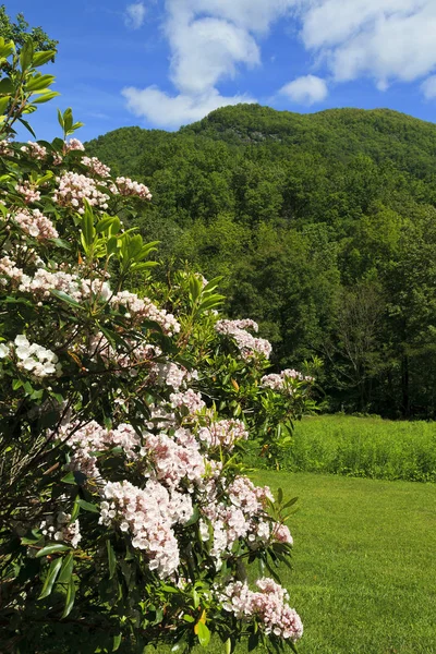 Horský Vavřín Kvetoucí Severní Karolíně Horami Pozadí — Stock fotografie