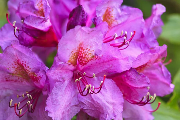 Pembe Catawba ormangülü tam Bloom