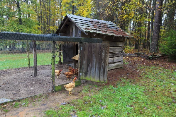 Chicken House Sebuah Peternakan — Stok Foto