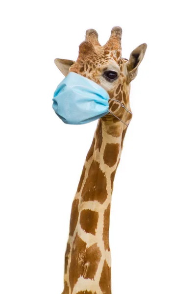 Girafa Com Máscara Facial Saúde Conceito Cuidado — Fotografia de Stock