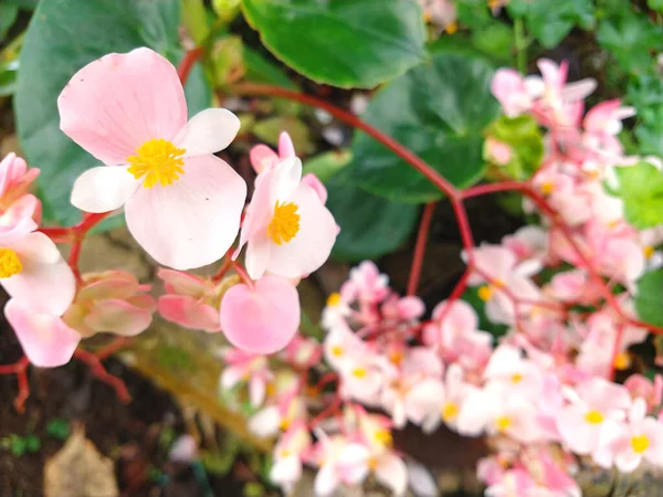 Kolumbianische Blume Rosa Landschaftsfotografie — Stockfoto