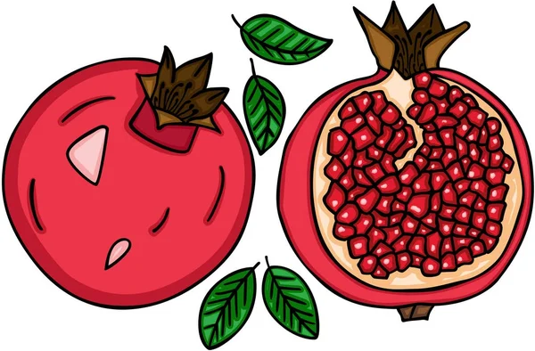 Fresh pomegranate fruit — Stock Vector