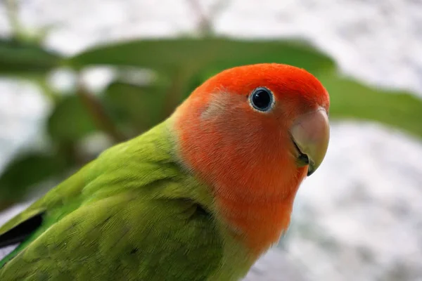 Oiseau Coloré Agapornis Animal Compagnie Perruche — Photo