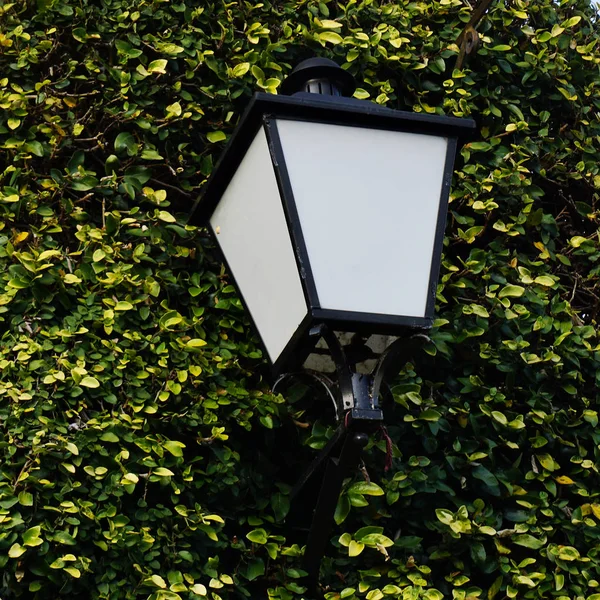 Lampe Extérieur Classique Rouillée Sur Mur Extérieur Recouvert Feuilles Vertes — Photo