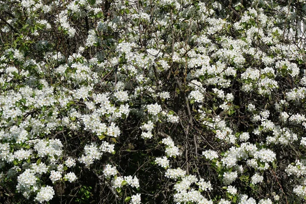 Kleine Weiße Blumen Die Wild Auf Dem Feld Blühen — Stockfoto