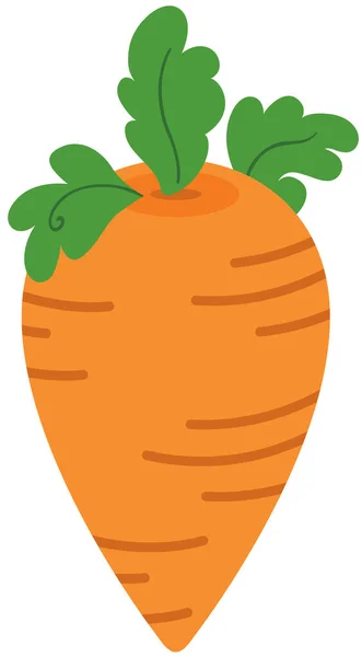 Vegetable Carrot Isolated White Background — Stock Vector