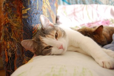 Yavru kediler, gri kediler, mavi gözlü kırmızı kedileri yerler.