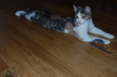 Yavru kediler, gri kediler, mavi gözlü kırmızı kedileri yerler.