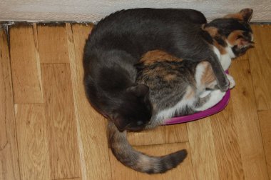 Yavru kediler, gri kediler, mavi gözlü kırmızı kedileri yerler.