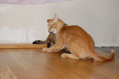 Yavru kediler, gri kediler, mavi gözlü kırmızı kedileri yerler.