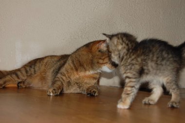 Yavru kediler, gri kediler, mavi gözlü kırmızı kedileri yerler.