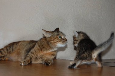 Yavru kediler, gri kediler, mavi gözlü kırmızı kedileri yerler.