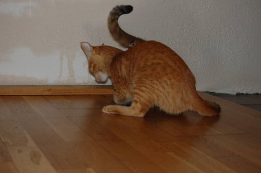 Yavru kediler, gri kediler, mavi gözlü kırmızı kedileri yerler.