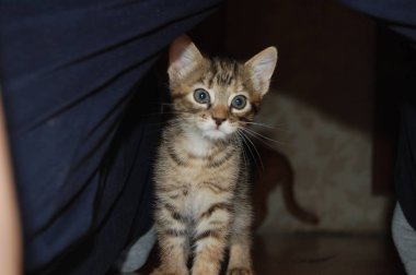 Yavru kediler, gri kediler, mavi gözlü kırmızı kedileri yerler.