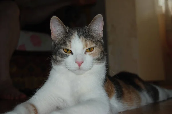 Juega Gatitos Grises Comer Gatitos Rojos Con Ojos Azules —  Fotos de Stock