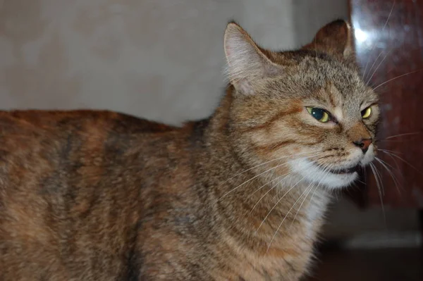 Gatinhos São Jogados Gatinhos Cinza Comer Gatinhos Vermelhos Com Olhos — Fotografia de Stock