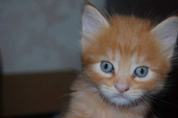 Juega Gatitos Grises Comer Gatitos Rojos Con Ojos Azules —  Fotos de Stock