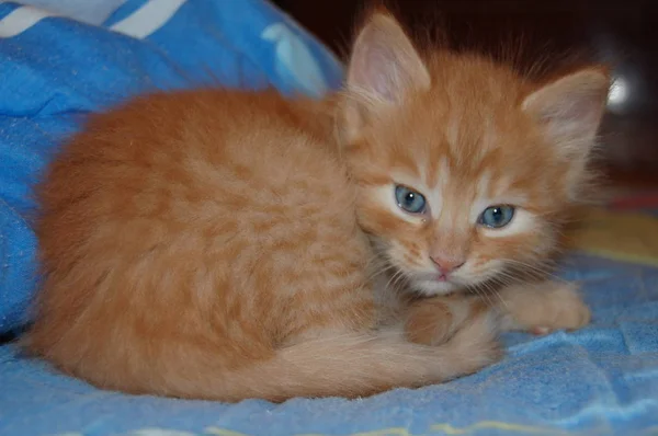 Kattungar Leker Grå Kattungar Äter Röda Kattungar Med Blå Ögon — Stockfoto