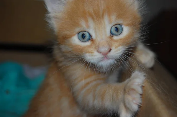 Kattungar Leker Grå Kattungar Äter Röda Kattungar Med Blå Ögon — Stockfoto