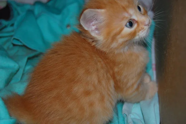 Kocięta Odtwarzane Szare Kocięta Jeść Czerwone Kocięta Niebieskimi Oczami — Zdjęcie stockowe