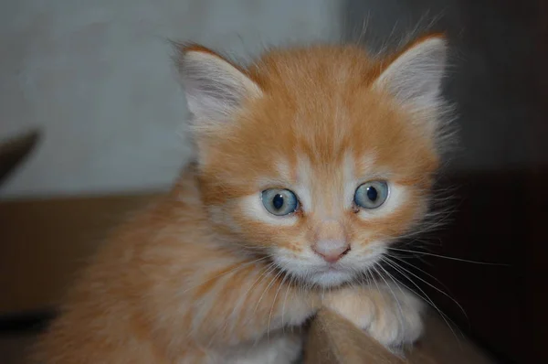 Kattungar Leker Grå Kattungar Äter Röda Kattungar Med Blå Ögon — Stockfoto