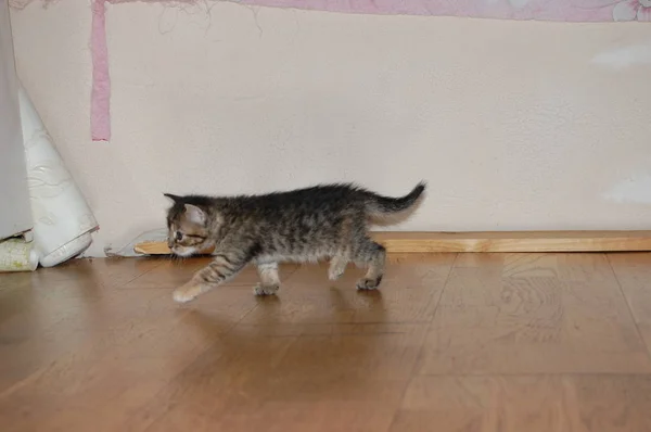 Juega Gatitos Grises Comer Gatitos Rojos Con Ojos Azules — Foto de Stock