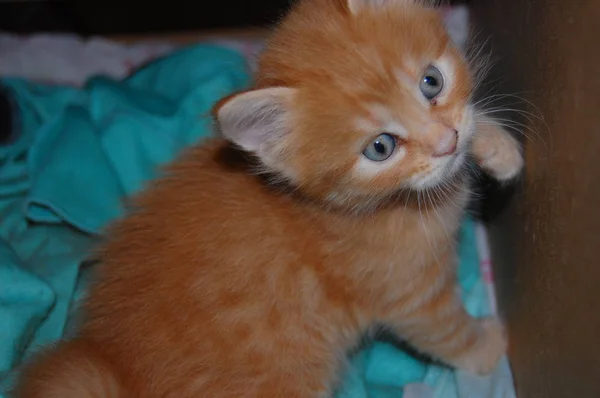 子猫は青い目で赤い子猫を食べます — ストック写真