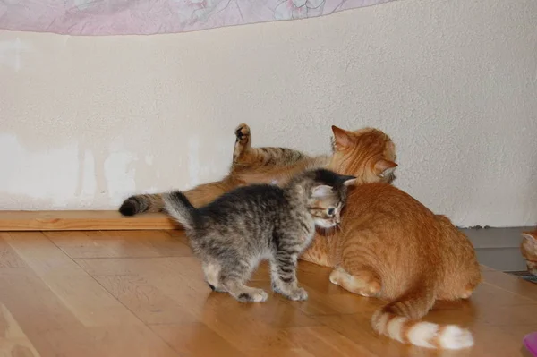 Kätzchen Spielen Graue Kätzchen Fressen Rote Kätzchen Mit Blauen Augen — Stockfoto