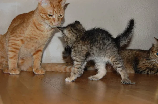 Gatinhos São Jogados Gatinhos Cinza Comer Gatinhos Vermelhos Com Olhos — Fotografia de Stock