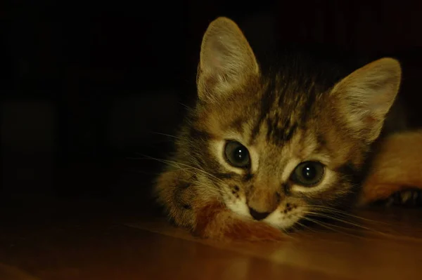 Kattungar Leker Grå Kattungar Äter Röda Kattungar Med Blå Ögon — Stockfoto