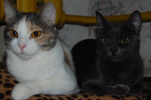 Kittens Played Gray Kittens Eat Red Kittens Blue Eyes — Stock Photo, Image