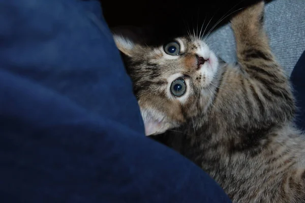 Kattungar Leker Grå Kattungar Äter Röda Kattungar Med Blå Ögon — Stockfoto