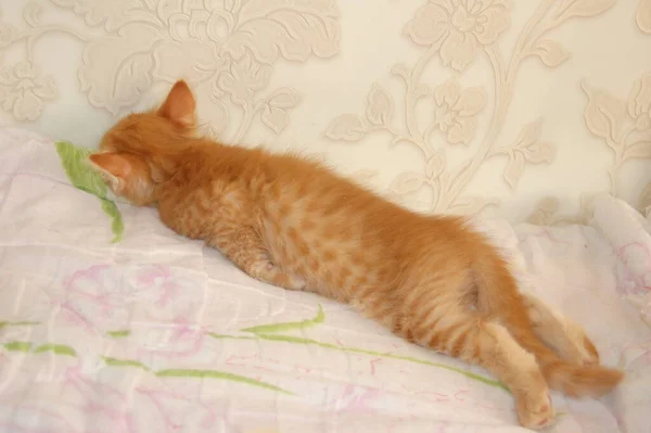Anak Kucing Dimainkan Kucing Abu Abu Makan Anak Kucing Merah — Stok Foto